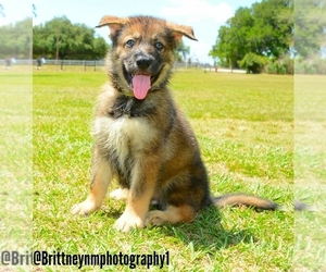 German Shepherd Dog-Siberian Husky Mix Puppy for sale in MULBERRY, FL, USA