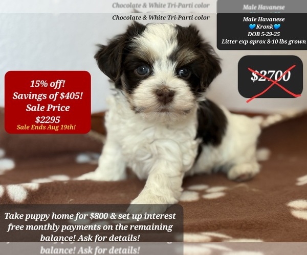 Medium Photo #1 Havanese Puppy For Sale in TUCSON, AZ, USA