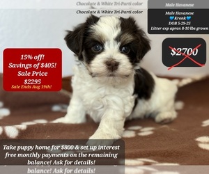 Havanese Puppy for sale in TUCSON, AZ, USA
