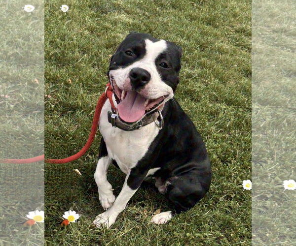 Medium Photo #3 American Boston Bull Terrier Puppy For Sale in Rustburg, VA, USA