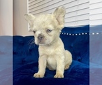 Small Photo #26 French Bulldog Puppy For Sale in HOUSTON, TX, USA