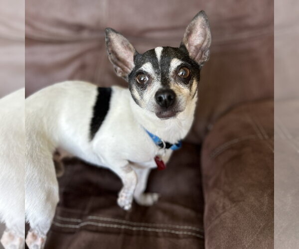 Medium Photo #6 Chihuahua Puppy For Sale in Fargo, ND, USA