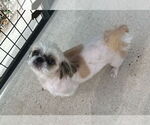 Small #1 Shih Tzu