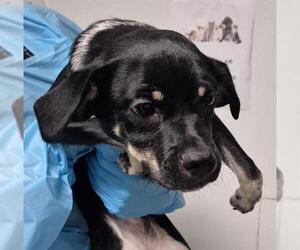 Chihuahua-Unknown Mix Dogs for adoption in Bakersfield, CA, USA