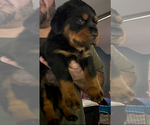 Small #2 Rottweiler