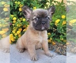 Small #6 French Bulldog
