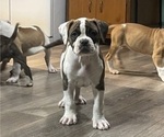 Puppy Rosie American Bulldog