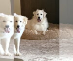 Small #3 Great Pyrenees Mix