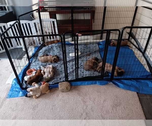 Medium Photo #1 Mastiff Puppy For Sale in NEW CASTLE, PA, USA