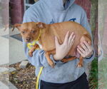 Small #1 Italian Greyhuahua