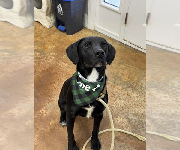 Medium Photo #1 Labrador Retriever-Unknown Mix Puppy For Sale in Bolivar, MO, USA