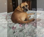 Small American Staffordshire Terrier