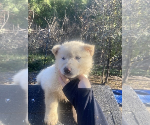 Medium Photo #3 Gerberian Shepsky Puppy For Sale in MAD RIVER, CA, USA