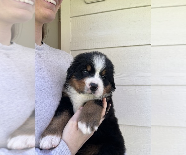 Medium Photo #17 Bernese Mountain Dog Puppy For Sale in FAIRMONT, MN, USA