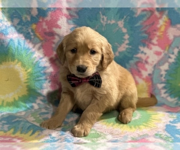 Full screen Photo #2 Golden Retriever Puppy For Sale in LANCASTER, PA, USA