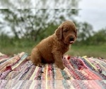 Small Photo #4 Goldendoodle Puppy For Sale in ABILENE, TX, USA