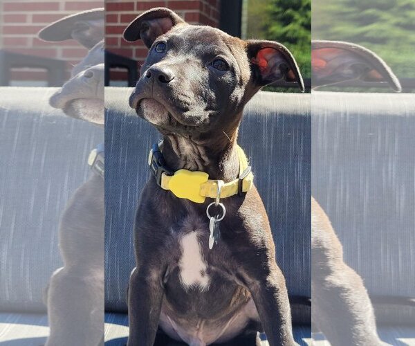 Medium Photo #7 Mutt Puppy For Sale in Holly Springs, NC, USA