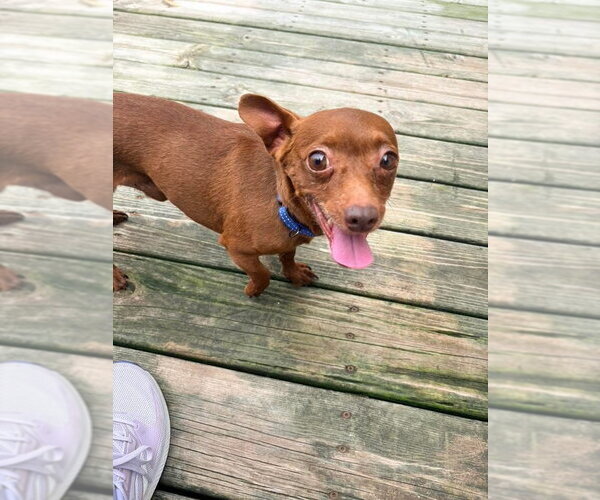 Medium Photo #8 Chiweenie Puppy For Sale in New London, WI, USA