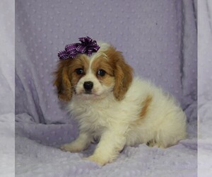 Cockapoo Puppy for sale in BARNESVILLE, KS, USA