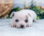 Small Photo #24 Chihuahua-Chorkie Mix Puppy For Sale in FREDERICKTOWN, OH, USA