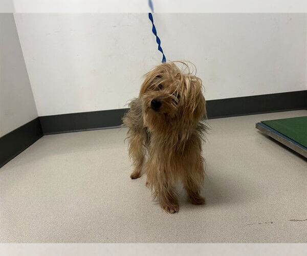 Medium Photo #1 Mutt Puppy For Sale in Corona, CA, USA