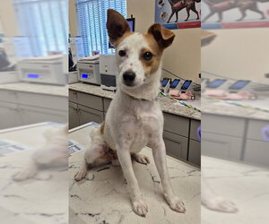 Mutt Dogs for adoption in Lodi, CA, USA