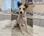 Small Mutt