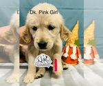 Small Photo #4 Golden Retriever Puppy For Sale in BOILING SPGS, SC, USA