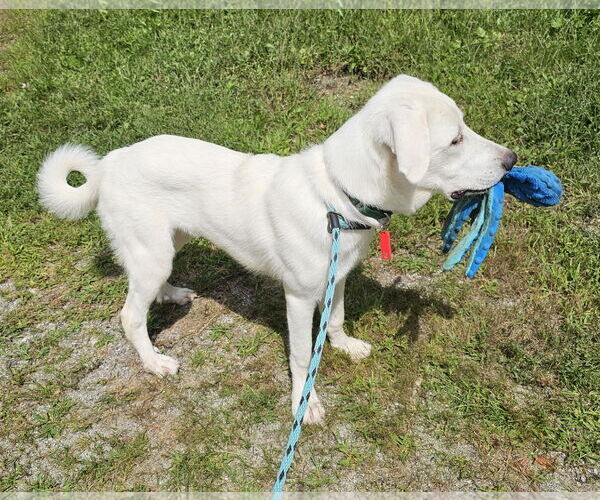 Medium Photo #12 Anatolian Pyrenees Puppy For Sale in Croydon, NH, USA