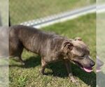 Small #2 American Staffordshire Terrier Mix