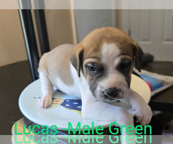 Medium Photo #4 Mutt Puppy For Sale in Ball Ground, GA, USA