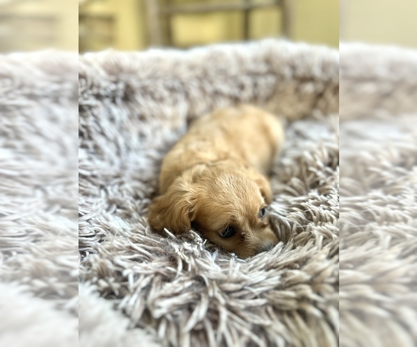 Medium Photo #2 Cavapoo (Miniature) Puppy For Sale in ORLANDO, FL, USA