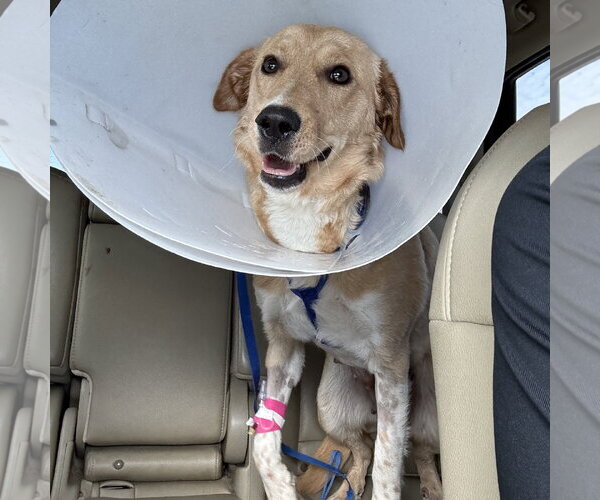 Medium Photo #9 Golden Retriever-Unknown Mix Puppy For Sale in Fort Worth, TX, USA