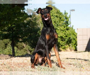 Doberman Pinscher Dogs for adoption in San Andreas, CA, USA