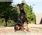 Small Doberman Pinscher