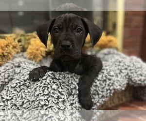 Great Dane Puppy for sale in SYLACAUGA, AL, USA