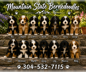 Bernedoodle Litter for sale in RAVENSWOOD, WV, USA