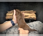 Small Photo #14 Dachshund Puppy For Sale in ROCKWALL, TX, USA