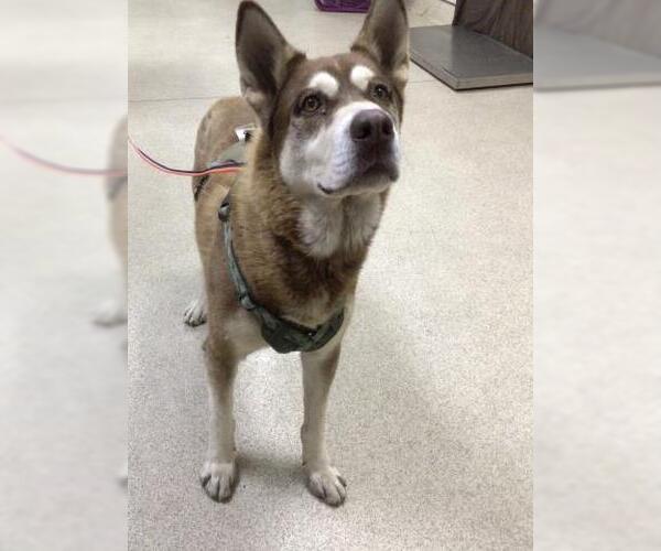 Medium Photo #1 Siberian Husky Puppy For Sale in Riverside, CA, USA