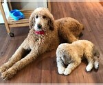 Small Photo #9 Poodle (Standard) Puppy For Sale in WAGENER, SC, USA