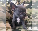 Small Photo #30 French Bulldog Puppy For Sale in CORONA, CA, USA