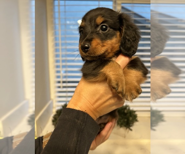 Medium Photo #8 Dachshund Puppy For Sale in SAN DIEGO, CA, USA