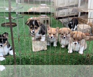 Pembroke Welsh Corgi Litter for sale in BURLESON, TX, USA