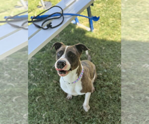Medium Photo #2 American Staffordshire Terrier-Unknown Mix Puppy For Sale in Rowlett, TX, USA