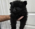 Puppy Puppy 1 Pomeranian