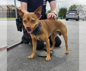 Chihuahua-Unknown Mix Dogs for adoption in San Antonio, TX, USA