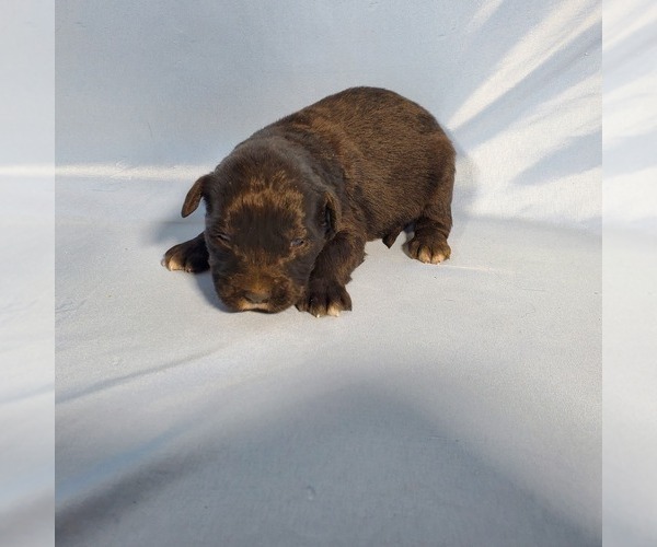 Medium Photo #29 Golden Mountain Dog Puppy For Sale in BLACK FOREST, CO, USA