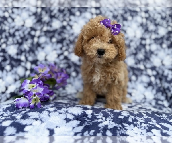 Medium Photo #4 Bichpoo Puppy For Sale in LAKELAND, FL, USA