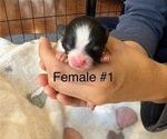 Small #1 Pomeranian