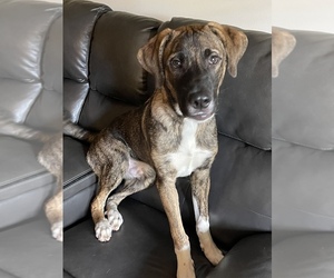 Cattle Collie Dog-Great Pyrenees Mix Dogs for adoption in BEALLWOOD, GA, USA